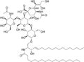GM2 ganglioside structure
