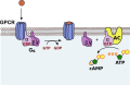 Adenylate cyclase activation