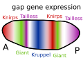 Evolutionary developmental biology