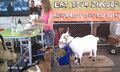 Goats and Cheesemaking Workshop, Maker Faire 2011