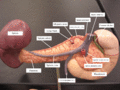 Animated illustration of blood flow in the splenic artery