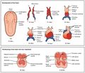 Embryonic Development of Heart