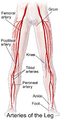 Blausen illustration of leg arteries