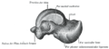 Left talus, medial surface.