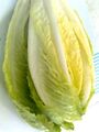 A close-up of crisp, green lettuce leaves.