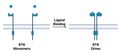 Receptor Tyrosine Kinase Dimerization