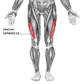 Vastus lateralis muscle illustration