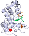 Folate receptor 1