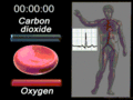 Erytrocyte deoxy to oxy