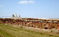 Cattle feedlot