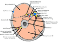 Cross-section of the upper arm (cephalic vein labeled at upper left)
