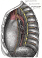 Sympathetic trunk