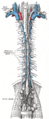 Aortic hiatus and surrounding structures