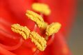 Amaryllis flower