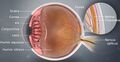 Human_eye