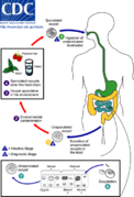 Cyclospora Life Cycle