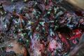 Forensic entomology