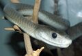 Dendroaspis polylepis