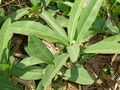 Gifblaar plant