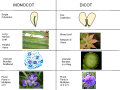 Comparison of monocot and dicot plants