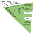 Wasps are Paraphyletic