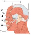 Side views of the muscles of facial expressions