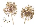 Allium ampeloprasum