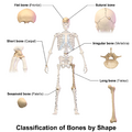 Blausen 0229 Classification of Bones
