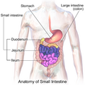 Anatomy of the small intestine, including the duodenum.