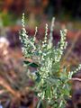 Chenopodium berlandieri plant