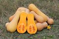 Cucurbita moschata Butternut