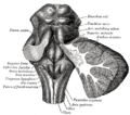 Rhomboid fossa