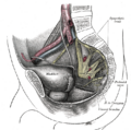 Sympathetic trunk