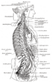 Diagram of the sympathetic nervous system