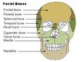 Illustration of facial bones
