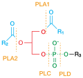 Phospholipases