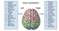 Brain lateralization