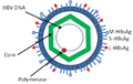Hepatitis B Virus