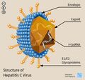 Hepatitis C virus structure