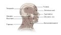 Illustration of head and neck muscles