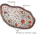 Gray's Anatomy illustration 35