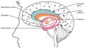 The limbic lobe