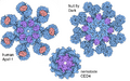Illustration of apoptosomes