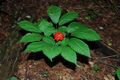 American_ginseng