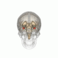 Neuroscience of sex differences