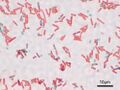 Bacillus subtilis Spore