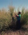 Panicum virgatum plant