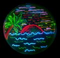 Genetically modified organism