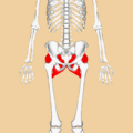 Gluteus maximus