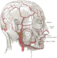 Detailed view of the blood supply to the scalp, featuring the supraorbital artery.